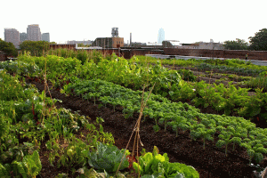 (courtesy www.greenroofs.com)